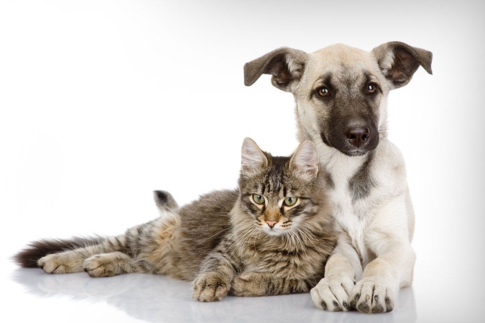 Hund und Katze